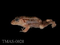 Dark-spotted frog Collection Image, Figure 8, Total 13 Figures